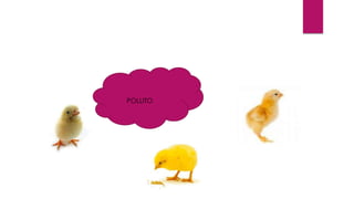 POLLITO 
