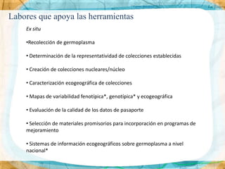Labores que apoya las herramientas
    Ex situ

    •Recolección de germoplasma

    • Determinación de la representatividad de colecciones establecidas

    • Creación de colecciones nucleares/núcleo

    • Caracterización ecogeográfica de colecciones

    • Mapas de variabilidad fenotípica*, genotípica* y ecogeográfica

    • Evaluación de la calidad de los datos de pasaporte

    • Selección de materiales promisorios para incorporación en programas de
    mejoramiento

    • Sistemas de información ecogeográficos sobre germoplasma a nivel
    nacional*
 
