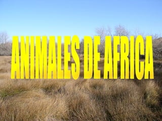 ANIMALES DE AFRICA 