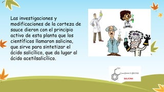Las investigaciones y 
modificaciones de la corteza de 
sauce dieron con el principio 
activo de esta planta que los 
científicos llamaron salicina, 
que sirve para sintetizar el 
ácido salicílico, que da lugar al 
ácido acetilsalicílico. 
 