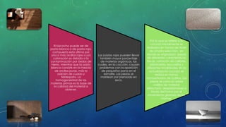 El bizcocho puede ser de 
pasta blanca o de pasta roja, 
compuesta esta última por 
una o más arcillas rojas cuya 
coloración es debida a la 
contaminación por óxidos de 
hierro, mientras que la pasta 
blanca consiste en la mezcla 
de arcillas puras, más la 
adición de cuarzo y 
feldespato. La 
homogeneidad de las 
materias primas es la base de 
la calidad del material a 
obtener. 
Las pastas rojas pueden llevar 
también mayor porcentaje 
de materias orgánicas, las 
cuales, en la cocción, causan 
problemas con la aparición 
de pequeños poros en el 
esmalte. Las piezas se 
moldean por prensado en 
seco. 
Por lo que se refiere a la 
cocción inicialmente se 
realizaba en hornos de túnel 
de amplia selección, en 
donde se originaban piezas 
de diferentes características 
físicas, variación de calibres, 
planimetría, escuadría y 
diferentes tonalidades. En la 
actualidad la cocción se 
realiza en hornos 
monoestrados de rodillos. Las 
piezas se colocan sobre 
rodillos de material 
refractario, desplazándose a 
través del horno por el 
movimiento giratorio de los 
mismos. 
 