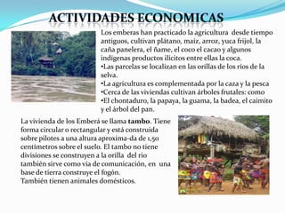 Los emberas han practicado la agricultura desde tiempo
                         antiguos, cultivan plátano, maíz, arroz, yuca frijol, la
                         caña panelera, el ñame, el coco el cacao y algunos
                         indígenas productos ilícitos entre ellas la coca.
                         •Las parcelas se localizan en las orillas de los ríos de la
                         selva.
                         •La agricultura es complementada por la caza y la pesca
                         •Cerca de las viviendas cultivan árboles frutales: como
                         •El chontaduro, la papaya, la guama, la badea, el caimito
                         y el árbol del pan.
La vivienda de los Emberá se llama tambo. Tiene
forma circular o rectangular y está construida
sobre pilotes a una altura aproxima-da de 1,50
centímetros sobre el suelo. El tambo no tiene
divisiones se construyen a la orilla del rio
también sirve como vía de comunicación, en una
base de tierra construye el fogón.
También tienen animales domésticos.
 