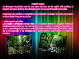FLORA Y FAUNA<br />Los bosques tropicales son los que mas abundan en la región del pacifico, la mayoría de fauna de flora ...
