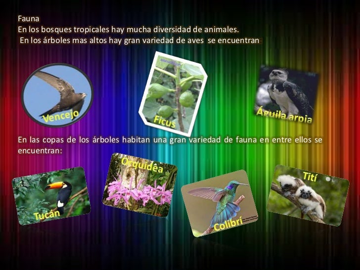 Fauna <br />En los bosques tropicales hay mucha diversidad de animales.<br /> En los árboles mas altos hay gran variedad d...