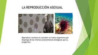 LA REPRODUCCIÓN ASEXUAL
Reproducir consiste en concebir un nuevo organismo que
disponga de las mismas características biológicas que su
progenitor.
 