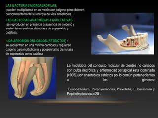 LAS BACTERIAS MICROAERÓFILAS:
pueden multiplicarse en un medio con oxigeno pero obtienen
predominantemente su energía de vías anaerobias.
LAS BACTERIAS ANAEROBIAS FACULTATIVAS
se reproducen en presencia o ausencia de oxigeno y
suelen tener enzimas dismutasa de superóxido y
catalasa.
LOS AEROBIOS OBLIGADOS (ESTRICTOS) :
se encuentran en una mínima cantidad y requieren
oxigeno para multiplicarse y poseen tanto dismutasa
de superóxido como catalasa
La microbiota del conducto radicular de dientes no cariados
con pulpa necrótica y enfermedad periapical esta dominada
(>90%) por anaerobios estrictos por lo común pertenecientes
a los géneros:
Fusobacterium, Porphyromonas, Prevotella, Eubacterium y
Peptostreptococcus25 .
 