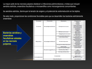 La mayor parte de las necrosis pulpares obedecen a infecciones polimicrobianas y mixtas que incluyen
aerobios estrictos, anaerobios facultativos o microaerófilos como microorganismos concomitantes.
los aerobios estrictos, disminuyen la tensión de oxigeno y el potencial de oxidorreducción en los tejidos.
De este modo, proporcionan las condiciones favorables para que se desarrollen las bacterias estrictamente
anaerobias
Bacterias aerobias y
anaerobias
facultativas aisladas
en las necrosis
pulpares
 