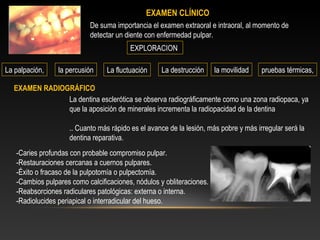 EXAMEN CLÍNICO
De suma importancia el examen extraoral e intraoral, al momento de
detectar un diente con enfermedad pulpar.
La palpación, la percusión La fluctuación La destrucción la movilidad pruebas térmicas,
La dentina esclerótica se observa radiográficamente como una zona radiopaca, ya
que la aposición de minerales incrementa la radiopacidad de la dentina
.. Cuanto más rápido es el avance de la lesión, más pobre y más irregular será la
dentina reparativa.
-Caries profundas con probable compromiso pulpar.
-Restauraciones cercanas a cuernos pulpares.
-Éxito o fracaso de la pulpotomía o pulpectomía.
-Cambios pulpares como calcificaciones, nódulos y obliteraciones.
-Reabsorciones radiculares patológicas: externa o interna.
-Radiolucides periapical o interradicular del hueso.
EXAMEN RADIOGRÁFICO
EXPLORACION
 
