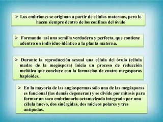  Los embriones se originan a partir de células maternas, pero lo
hacen siempre dentro de los confines del óvulo
 Formando así una semilla verdadera y perfecta, que contiene
adentro un individuo idéntico a la planta materna.
 Durante la reproducción sexual una célula del óvulo (célula
madre de la megáspora) inicia un proceso de reducción
meiótica que concluye con la formación de cuatro megasporas
haploides.
 En la mayoría de las angiospermas sólo una de las megásporas
es funcional (las demás degeneran) y se divide por mitosis para
formar un saco embrionario octanucleado integrado por una
célula huevo, dos sinérgidas, dos núcleos polares y tres
antípodas.
 