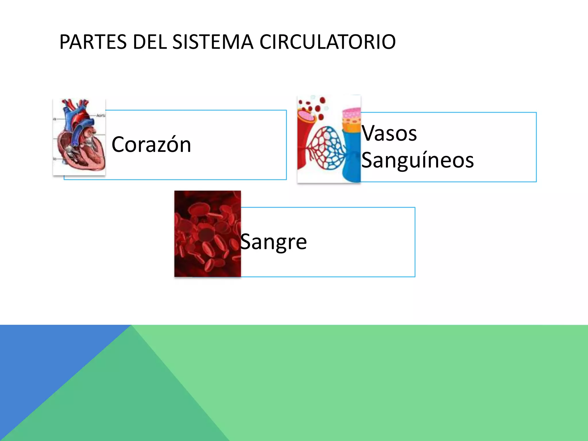 PARTES DEL SISTEMA CIRCULATORIO
Corazón Vasos
Sanguíneos
Sangre