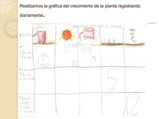 Realizamos la gráfica del crecimiento de la planta registrando
diariamente.
 