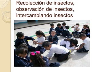 Recolección de insectos,
observación de insectos,
intercambiando insectos
 