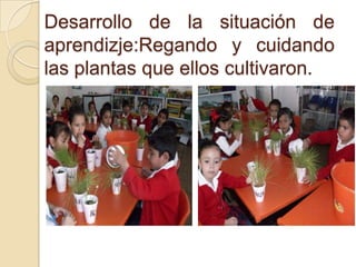 Desarrollo de la situación de
aprendizje:Regando y cuidando
las plantas que ellos cultivaron.
 