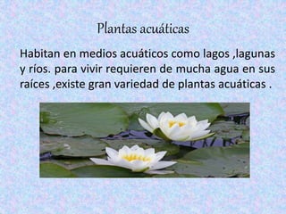 RESUMEN PLANTAS Y ANIMALES ACUATICOS | PPTX