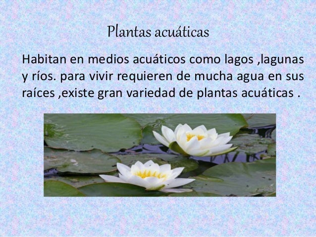 Resumen Plantas Y Animales Acuaticos