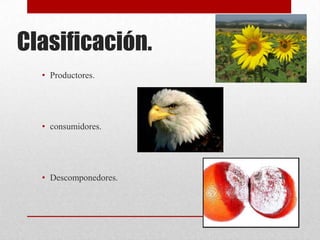 Clasificación.
  • Productores.




  • consumidores.




  • Descomponedores.
 