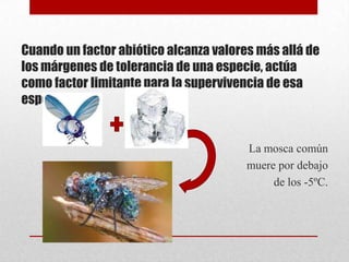 Cuando un factor abiótico alcanza valores más allá de
los márgenes de tolerancia de una especie, actúa
como factor limitante para la supervivencia de esa
especie.


                                        La mosca común
                                        muere por debajo
                                             de los -5ºC.
 