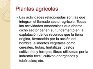 Plantas agrícolas
   Las actividades relacionadas son las que
    integran el llamado sector agrícola. Todas
    las actividades económicas que abarca
    dicho sector tienen su fundamento en la
    explotación de los recursos que la tierra
    origina, favorecida por la acción del
    hombre: alimentos vegetales como
    cereales, frutas, hortalizas, pastos
    cultivados y forrajes; fibras utilizadas por la
    industria textil; cultivos energéticos y
    tubérculos; etc.
 