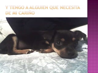 Y tengo a alguien que necesita de mi cariño