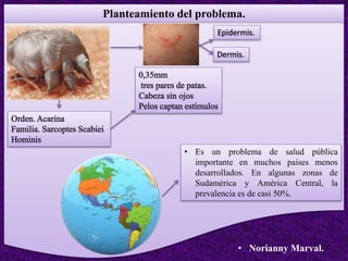 Planteamiento del problema.
• Norianny Marval.
• Es un problema de salud pública
importante en muchos países menos
desarrollados. En algunas zonas de
Sudamérica y América Central, la
prevalencia es de casi 50%.
 