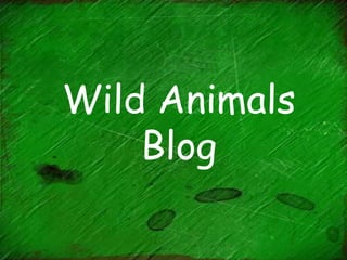 Wild Animals
    Blog
 