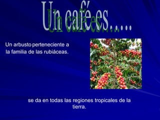 Un arbusto perteneciente a
la familia de las rubiáceas.
se da en todas las regiones tropicales de la
tierra.
 