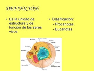 DEFINICIÓN: Es la unidad de estructura y de función de los seres vivos Clasificación: - Procariotas  - Eucariotas 
