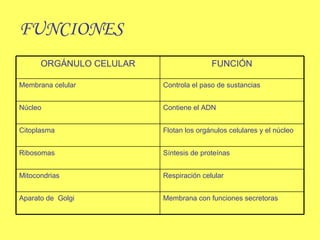 FUNCIONES Membrana con funciones secretoras Aparato de  Golgi Respiración celular Mitocondrias Síntesis de proteínas Ribosomas Flotan los orgánulos celulares y el núcleo Citoplasma Contiene el ADN Núcleo Controla el paso de sustancias Membrana celular FUNCIÓN ORGÁNULO CELULAR 