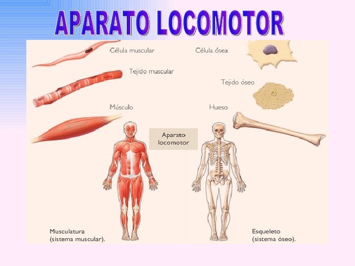 Aparato Aparato