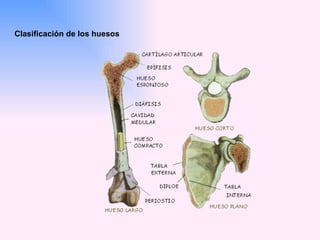 Clasificación de los huesos 
