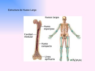 Estructura de Hueso Largo 