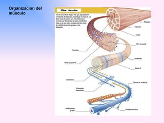 Organización del músculo 