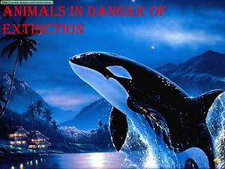 Animals   in  danger  Animals in danger of  extinction  
