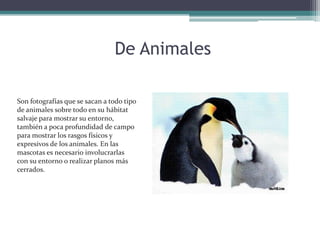 De AnimalesSon fotografías que se sacan a todo tipo de animales sobre todo en su hábitat salvaje para mostrar su entorno, también a poca profundidad de campo para mostrar los rasgos físicos y expresivos de los animales. En las mascotas es necesario involucrarlas con su entorno o realizar planos más cerrados. 