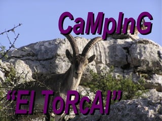 CaMpInG “ El ToRcAl” 
