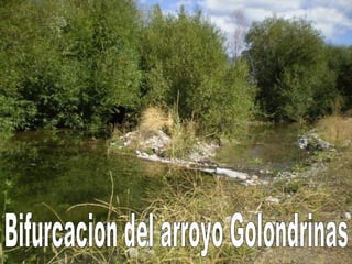 Bifurcacion del arroyo Golondrinas 