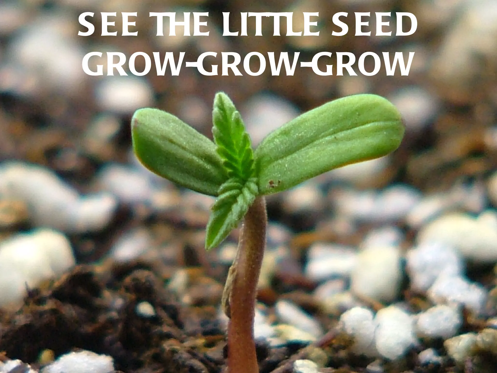 S EE THE LITTLE S EED
GROW-GROW-GROW
 
