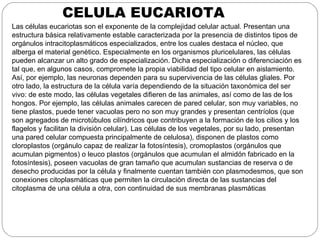 CELULA EUCARIOTA
Las células eucariotas son el exponente de la complejidad celular actual. Presentan una
estructura básica relativamente estable caracterizada por la presencia de distintos tipos de
orgánulos intracitoplasmáticos especializados, entre los cuales destaca el núcleo, que
alberga el material genético. Especialmente en los organismos pluricelulares, las células
pueden alcanzar un alto grado de especialización. Dicha especialización o diferenciación es
tal que, en algunos casos, compromete la propia viabilidad del tipo celular en aislamiento.
Así, por ejemplo, las neuronas dependen para su supervivencia de las células gliales. Por
otro lado, la estructura de la célula varía dependiendo de la situación taxonómica del ser
vivo: de este modo, las células vegetales difieren de las animales, así como de las de los
hongos. Por ejemplo, las células animales carecen de pared celular, son muy variables, no
tiene plastos, puede tener vacuolas pero no son muy grandes y presentan centríolos (que
son agregados de microtúbulos cilíndricos que contribuyen a la formación de los cilios y los
flagelos y facilitan la división celular). Las células de los vegetales, por su lado, presentan
una pared celular compuesta principalmente de celulosa), disponen de plastos como
cloroplastos (orgánulo capaz de realizar la fotosíntesis), cromoplastos (orgánulos que
acumulan pigmentos) o leuco plastos (orgánulos que acumulan el almidón fabricado en la
fotosíntesis), poseen vacuolas de gran tamaño que acumulan sustancias de reserva o de
desecho producidas por la célula y finalmente cuentan también con plasmodesmos, que son
conexiones citoplasmáticas que permiten la circulación directa de las sustancias del
citoplasma de una célula a otra, con continuidad de sus membranas plasmáticas
 