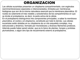 ORGANIZACION
Las células eucariotas presentan un citoplasma compartimentado, con orgánulos
(semimembranosos) separados o interconectados, limitados por membranas
biológicas que son de la misma naturaleza esencial que la membrana plasmática. El
núcleo es solamente el más notable y característico de los compartimentos en que
se divide el protoplasma, es decir, la parte activa de la célula.
En el protoplasma distinguimos tres componentes principales, a saber la membrana
plasmática, el núcleo y el citoplasma, constituido por todo lo demás. Las células
eucariotas están dotadas en su citoplasma de un cito esqueleto complejo, muy
estructurado y dinámico, formado por microtúbulos y diversos filamentos proteicos.
Además puede haber pared celular, que es lo típico de plantas, hongos y protistas
pluricelulares, o algún otro tipo de recubrimiento externo al protoplasma.
 