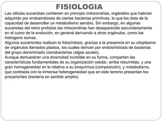 FISIOLOGIA
Las células eucariotas contienen en principio mitocondrias, orgánelos que habrían
adquirido por endosimbiosis de ciertas bacterias primitivas, lo que les dota de la
capacidad de desarrollar un metabolismo aerobio. Sin embargo, en algunas
eucariotas del reino protistas las mitocondrias han desaparecido secundariamente
en el curso de la evolución, en general derivando a otros orgánulos, como los
hidrogeno somas.
Algunos eucariontes realizan la fotosíntesis, gracias a la presencia en su citoplasma
de orgánulos llamados plastos, los cuales derivan por endosimbiosis de bacterias
del grupo denominado cianobacterias (algas azules).
Aunque demuestran una diversidad increíble en su forma, comparten las
características fundamentales de su organización celular, arriba resumidas, y una
gran homogeneidad en lo relativo a su bioquímica (composición), y metabolismo,
que contrasta con la inmensa heterogeneidad que en este terreno presentan los
procariontes (bacteria en sentido amplio).
 