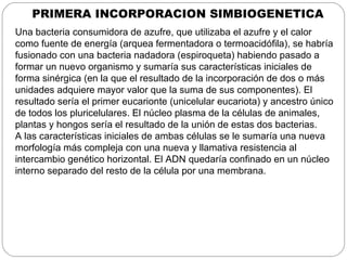 PRIMERA INCORPORACION SIMBIOGENETICA
Una bacteria consumidora de azufre, que utilizaba el azufre y el calor
como fuente de energía (arquea fermentadora o termoacidófila), se habría
fusionado con una bacteria nadadora (espiroqueta) habiendo pasado a
formar un nuevo organismo y sumaría sus características iniciales de
forma sinérgica (en la que el resultado de la incorporación de dos o más
unidades adquiere mayor valor que la suma de sus componentes). El
resultado sería el primer eucarionte (unicelular eucariota) y ancestro único
de todos los pluricelulares. El núcleo plasma de la células de animales,
plantas y hongos sería el resultado de la unión de estas dos bacterias.
A las características iniciales de ambas células se le sumaría una nueva
morfología más compleja con una nueva y llamativa resistencia al
intercambio genético horizontal. El ADN quedaría confinado en un núcleo
interno separado del resto de la célula por una membrana.
 