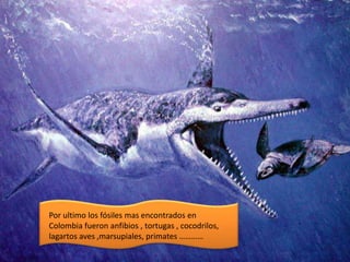 Por ultimo los fósiles mas encontrados en
Colombia fueron anfibios , tortugas , cocodrilos,
lagartos aves ,marsupiales, primates …………