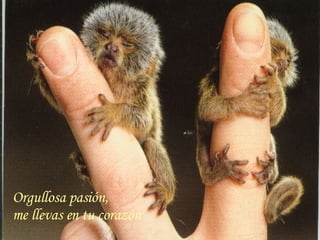 Orgullosa pasión, me llevas en tu corazón