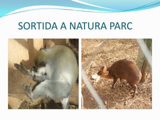 SORTIDA A NATURA PARC
 