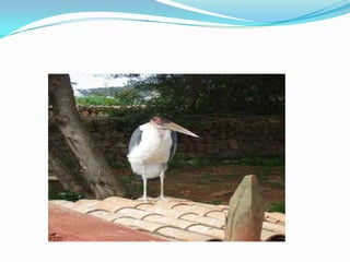 NATURA PARC