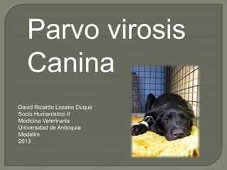 Parvo virosis
   Canina
David Ricardo Lozano Duque
Socio Humanístico II
Medicina Veterinaria
Universidad de Antioquia
Medellín
2013
 