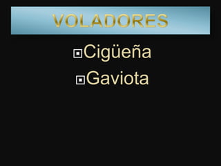 Cigüeña
Gaviota
 