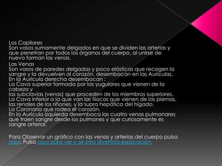 Los Capilares
Son vasos sumamente delgados en que se dividen las arterias y
que penetran por todos los órganos del cuerpo, al unirse de
nuevo forman las venas.
Las Venas
Son vasos de paredes delgadas y poco elásticas que recogen la
sangre y la devuelven al corazón, desembocan en las Aurículas.
En la Aurícula derecha desembocan :
La Cava superior formada por las yugulares que vienen de la
cabeza y
las subclavias (venas) que proceden de los miembros superiores.
La Cava inferior a la que van las Ilíacas que vienen de las piernas,
las renales de los riñones, y la supra hepática del hígado.
La Coronaria que rodea el corazón.
En la Aurícula izquierda desemboca las cuatro venas pulmonares
que traen sangre desde los pulmones y que curiosamente es
sangre arterial.
Para Observar un gráfico con las venas y arterias del cuerpo pulsa
aquí. Pulsa aquí para ver y oír otra divertida explicación.
 