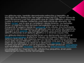 Los glóbulos rojos, también denominados eritrocitos o hematíes, se
encargan de la distribución del oxígeno molecular (O2). Tienen forma de
disco bicóncavo y son tan pequeños que en cada milímetro cubico hay
cuatro a cinco millones, midiendo unas siete micras de diámetro. No
tienen núcleo, por lo que se consideran células muertas. Los hematíes
tienen un pigmento rojizo llamado hemoglobina que les sirve para
transportar el oxígeno desde los pulmones a las células. Una insuficiente
fabricación de hemoglobina o de glóbulos rojos por parte del organismo,
da lugar a una anemia, de etiología variable, pues puede deberse a un
déficit nutricional, a un defecto genético o a diversas causas más.
Los glóbulos blancos o leucocitos tienen una destacada función en el
Sistema Inmunológico al efectuar trabajos de limpieza (fagocitos) y
defensa (linfocitos). Son mayores que los hematíes, pero menos numerosos
(unos siete mil por milímetro cúbico), son células vivas que se trasladan, se
salen de los capilares y se dedican a destruir los microbios y las células
muertas que encuentran por el organismo. También producen anticuerpos
que neutralizan los microbios que producen las enfermedades infecciosas.
Las plaquetas son fragmentos de células muy pequeños, sirven para
taponar las he ridas y evitar hemorragias.
 