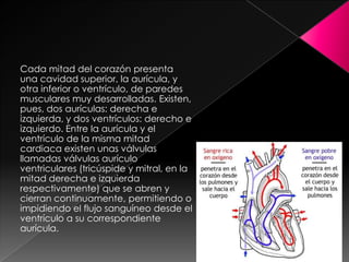 Cada mitad del corazón presenta
una cavidad superior, la aurícula, y
otra inferior o ventrículo, de paredes
musculares muy desarrolladas. Existen,
pues, dos aurículas: derecha e
izquierda, y dos ventrículos: derecho e
izquierdo. Entre la aurícula y el
ventrículo de la misma mitad
cardiaca existen unas válvulas
llamadas válvulas aurículo
ventriculares (tricúspide y mitral, en la
mitad derecha e izquierda
respectivamente) que se abren y
cierran continuamente, permitiendo o
impidiendo el flujo sanguíneo desde el
ventrículo a su correspondiente
aurícula.
 